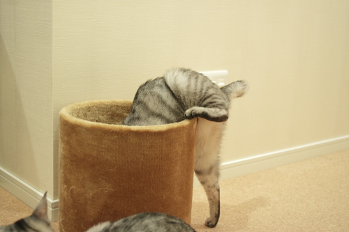 もっと奥にあるのかな 片足だけ残して体ごとのぞきこむお嬢さん