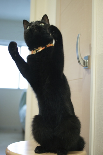 猫じゃ♪猫じゃ♪ スツールの上に立って踊る小娘