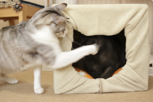 パーンチ! ハウス内の小僧にいきなり猫パンチをかますお坊ちゃん