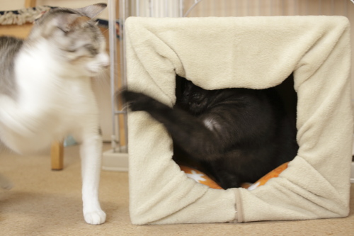 応酬だ! 負けずにパンチを返す小僧