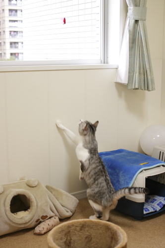 窓辺に飛び上がった自分をしっかりイメージ 虫さんをしっかり狙うお坊ちゃん