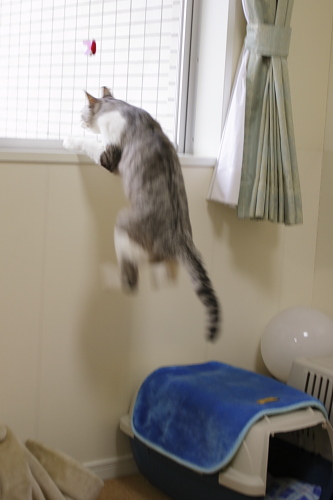 とりゃっ! ジャンプしたお坊ちゃん