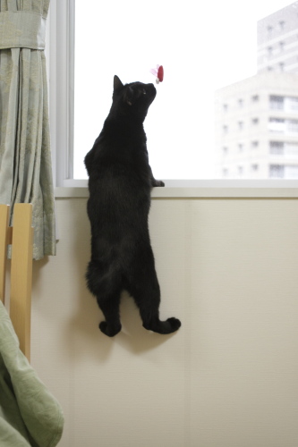 えいっ! 精一杯飛び上がった小娘