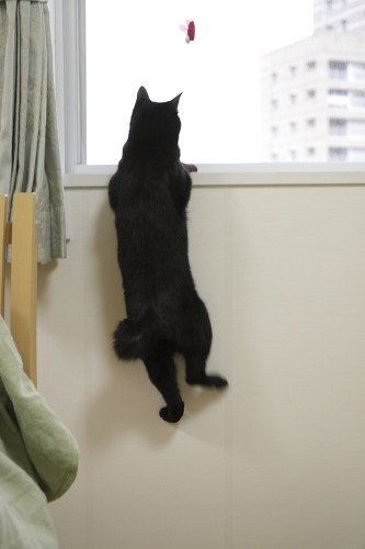 ずるるるる 後ろ足がまったく窓枠に届いていない小娘