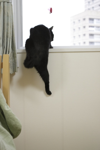 もうちょっとなの なんとか窓枠に足がかかった小娘