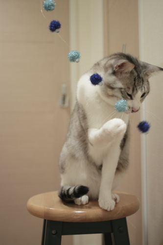 なかなかやるじゃないか いきなりじゃらしに攻撃されたお坊ちゃん