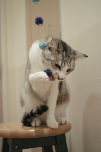 どうだ! じゃらしを捕まえてかじりついたお坊ちゃん
