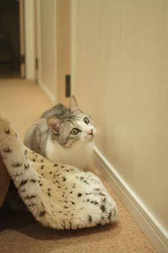 あ・・・ 横目で眺めるお坊ちゃん