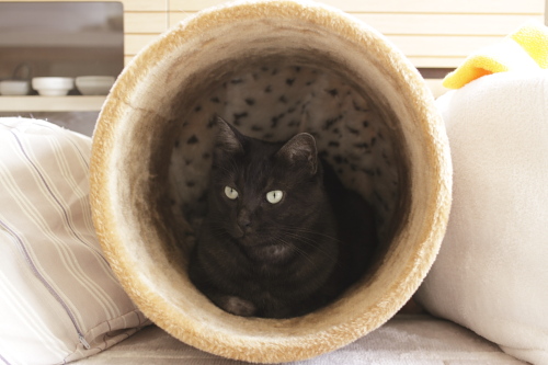 おはよう トンネルにもぐったままの小僧