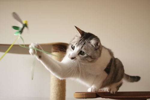 いっきまーす! 虫さんに手を伸ばすお坊ちゃん