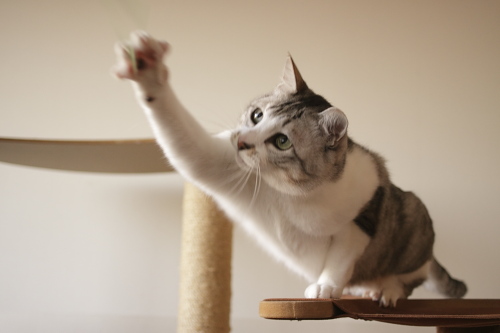もっとこっちにやって! 必死にハンモックから手を伸ばすお坊ちゃん