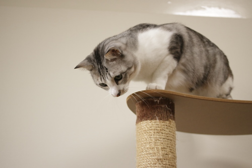 下に? タワーの下をみるお坊ちゃん