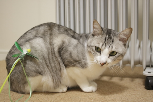 オイルヒーターが好き♪ オイルヒーターにへばりつくお坊ちゃん