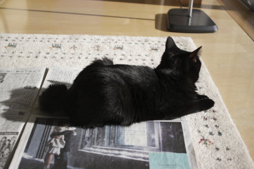 付属品? ひろげた新聞にどっかりと座り込む小娘