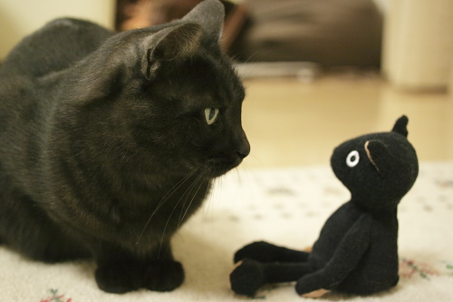 サンタなの? 黒猫ぬいぐるみをのぞき込む小僧