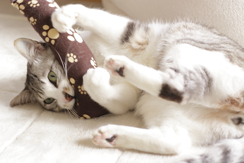 うぉ~ 暴れるお坊ちゃん