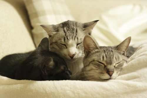 もちベッドに重なる小僧、お坊ちゃん、お嬢さん