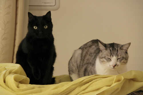 ケージの上の小娘とお坊ちゃん