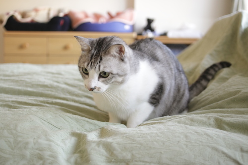 やる気のお坊ちゃん