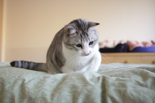 闘ってるつもりのお坊ちゃん