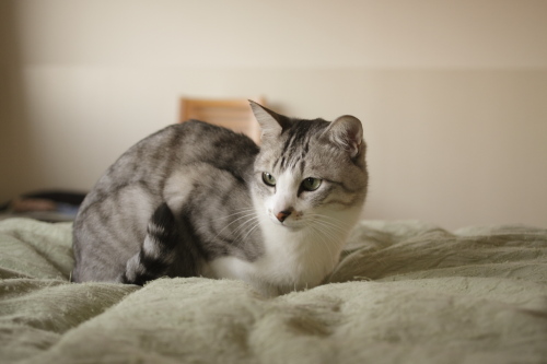 勝利に酔うお坊ちゃん