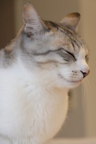 ご機嫌なお坊ちゃん