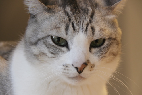 異論は受け付けないお坊ちゃん