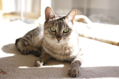 問い詰めるお嬢さん