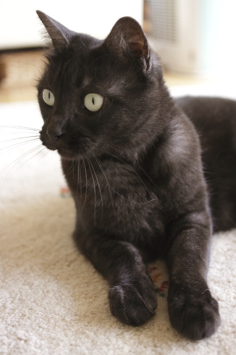 びっくりする小僧