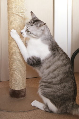 ショックで猫タワーにしがみつくお坊ちゃん