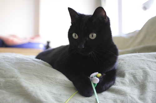 反撃を考える小娘