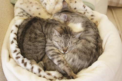 仔猫の頃とは違うかわいさなの 仲良くお昼寝中の縞縞兄妹