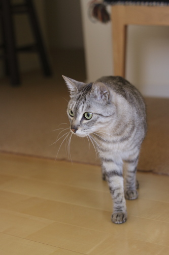 何してるんだか 仕事部屋に入ってくるお嬢さん