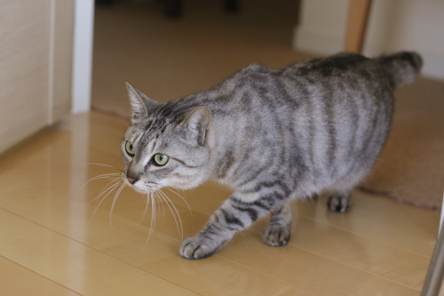 ふーん、そうなんだ 低い姿勢で近寄っていくお嬢さん