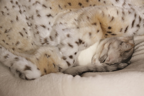 ぐっすり 気持ち良く眠るお坊ちゃん