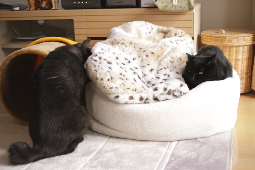 猫暖房候補が2名 お坊ちゃんの隣りにもぐり込みたい小僧と、止める小娘