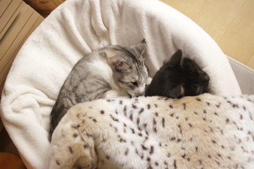ヘンだな お坊ちゃんから毛布を奪っていた小僧