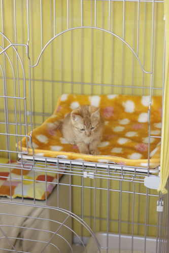 新装なの? さっそく中でチェックしてみる櫂っち