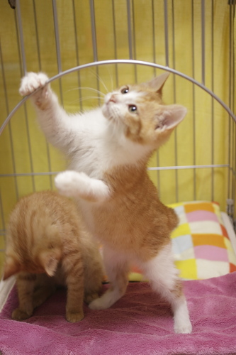 ピンぼけだからボツにされていた 立ち上がる澪っち
