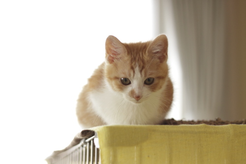 仔猫だっていろいろ出来るんです 偉そうな澪っち