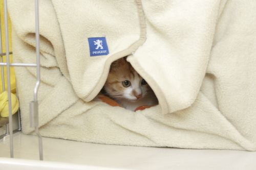 おばちゃんが知らないだけです ライオンハウスから覗く澪っち
