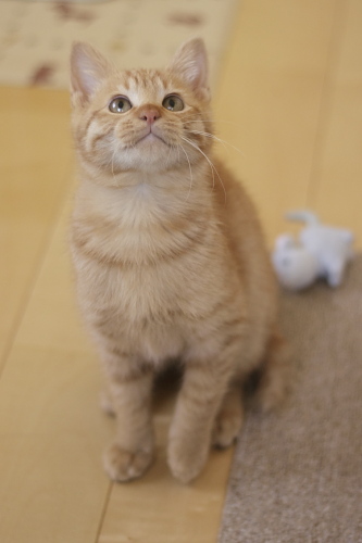 早くしようよ! 遊びたい櫂っち