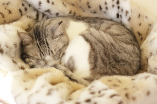 見るだけだからね お坊ちゃんの寝姿