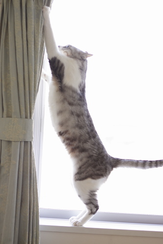 よいしょ! カーテンを開けるお坊ちゃん