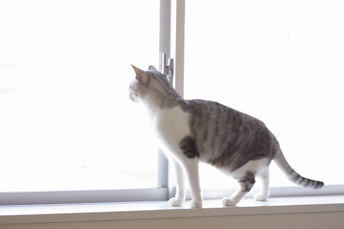 間に合うのかな 心配そうに外を眺めるお坊ちゃん