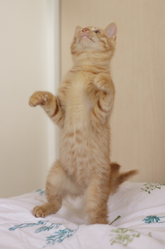 僕たち招き猫兄弟 招き猫ポーズで踊る櫂っち