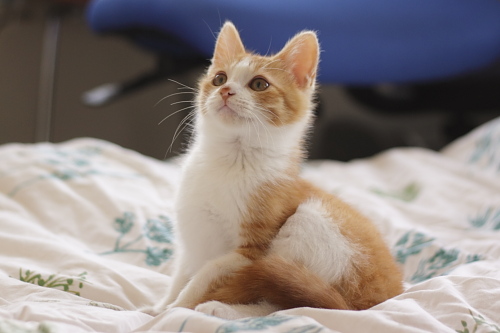僕はいつだってかわいいですよ かわいさに自信あり、の澪っち