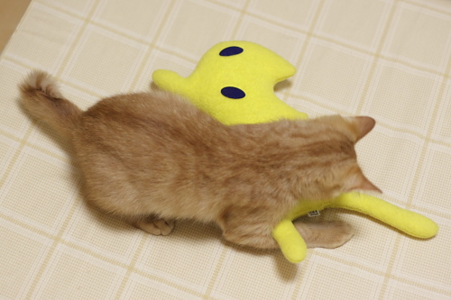 黄猫さんを押さえ込む櫂っち