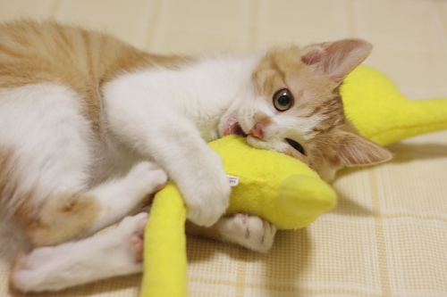 黄猫さんを押さえ込んでケリケリする澪っち