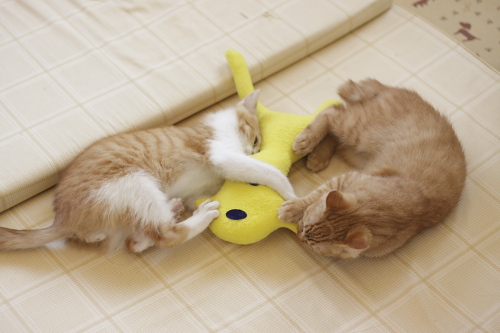 よこせよこせ! 黄猫さんと闘う茶系兄弟